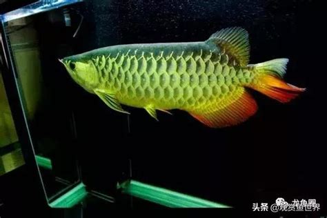 龍魚混養|龍魚養殖：13種飼養技巧建議